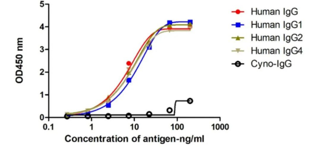 Major technological breakthrough: Successful expression of antibody fusion with PE and APC