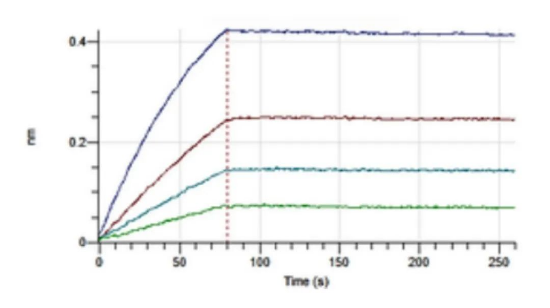 Major technological breakthrough: Successful expression of antibody fusion with PE and APC