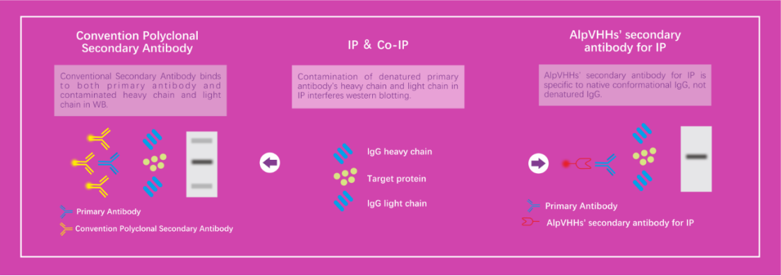 IP-Specific Nano-Secondary Antibody: Eliminate Heavy and Light Chain Interference in Immunoprecipitation