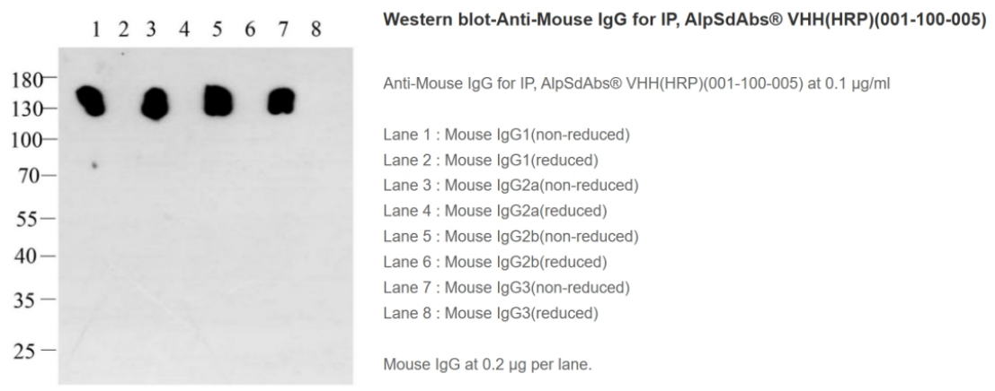 IP-Specific Nano-Secondary Antibody: Eliminate Heavy and Light Chain Interference in Immunoprecipitation