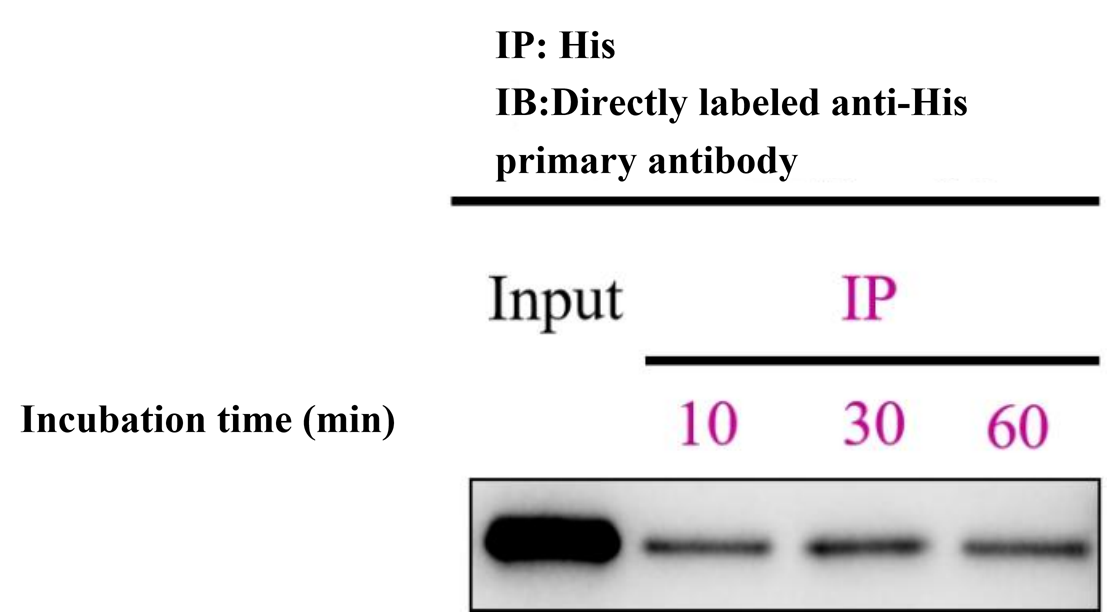 Moving Beyond Ni-NTA: His-tag IP Enters the Nanoselector Era