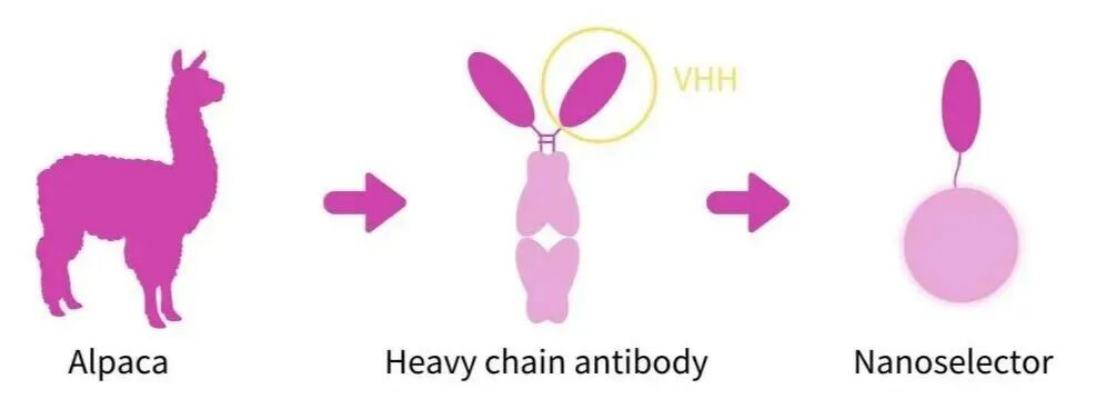 Moving Beyond Ni-NTA: His-tag IP Enters the Nanoselector Era