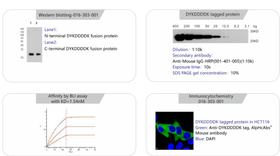Import Substitution -Looking for a Reliable DYKDDDDK (Flag) Tag Antibody? AlpVHHs Provides a High-Performance Alternative