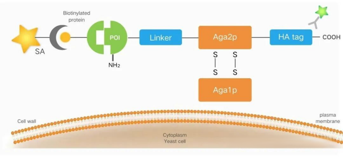 [Yeast Surface Display Series①] Getting Started from Scratch: An Analysis of Core Principles and Technical Advantages