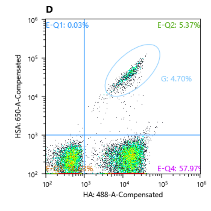 [Yeast Surface Display Series②] From Screening to Drug Development: The Technological Boundaries and Selection Logic of Bacteriophage and Yeast Display