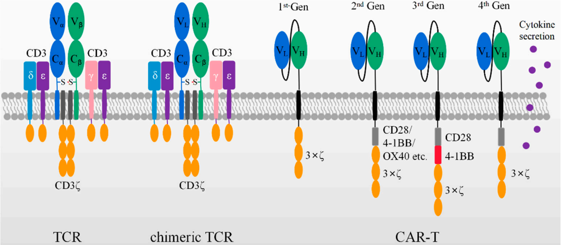 Schematic diagram of TCR, chimeric TCR and different generations of scFv as CAR structural domains