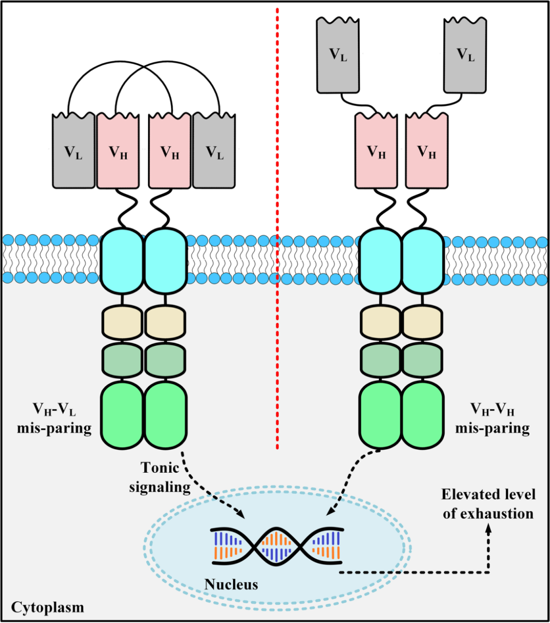 Schematic diagram of scFv aggregation on CAR-T surface