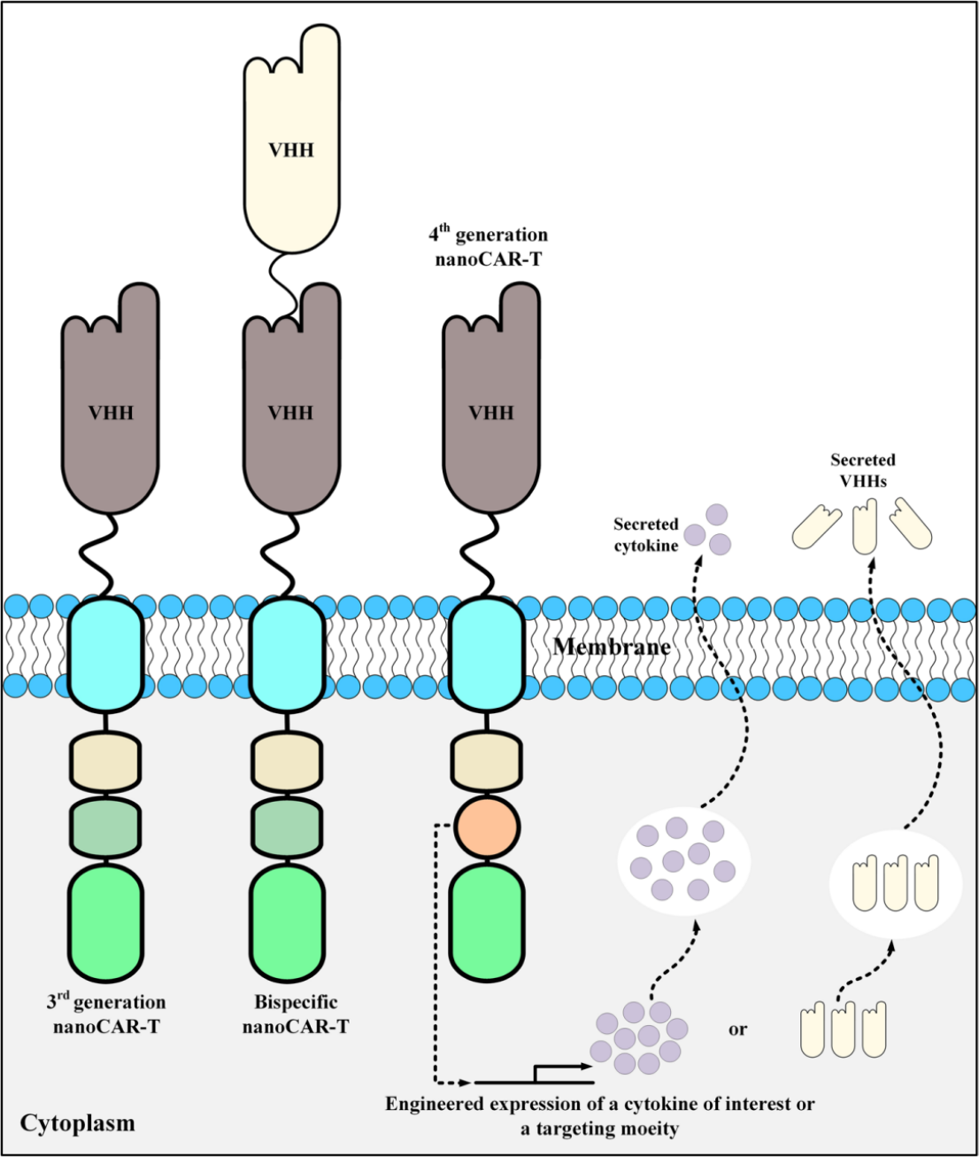 Schematic diagram of CAR-T design using nanobodies as targeting domains.