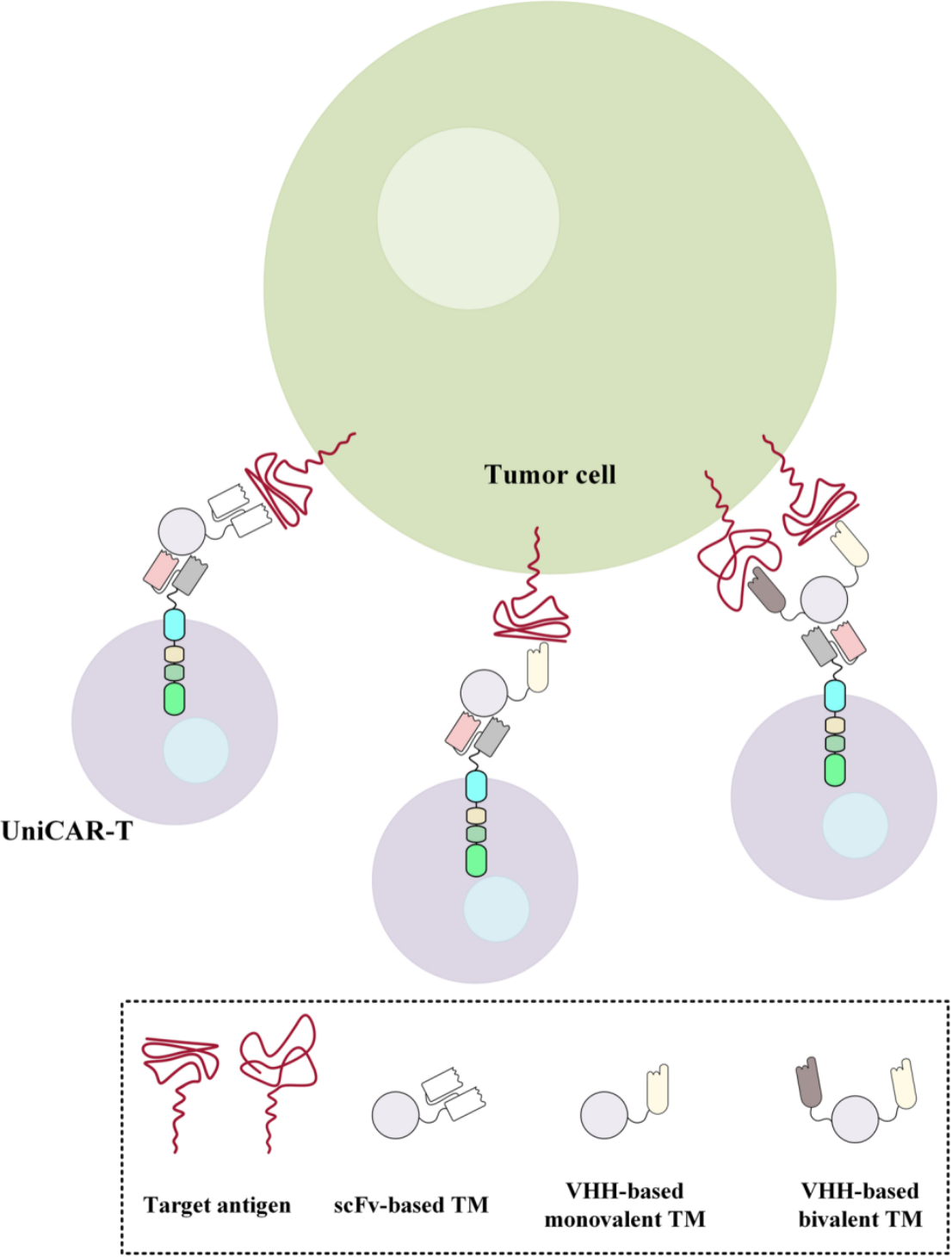 Using scFv-based, monovalent VHH and bivalent VHH-based targeting modules to redirect UniCAR-expressing T cells to target specific target antigens