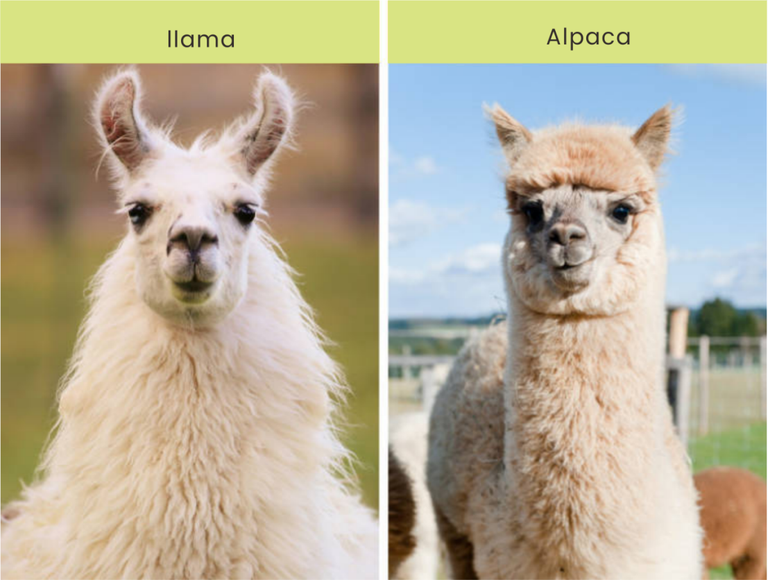 How to Choose an Animal for Nanobody Development? An Analysis of VHH Differences Among Camels, Alpacas, and Llamas