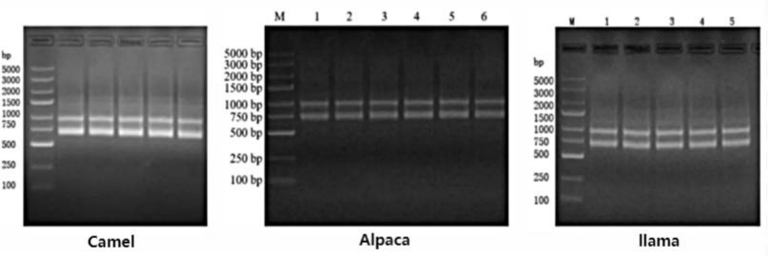 How to Choose an Animal for Nanobody Development? An Analysis of VHH Differences Among Camels, Alpacas, and Llamas