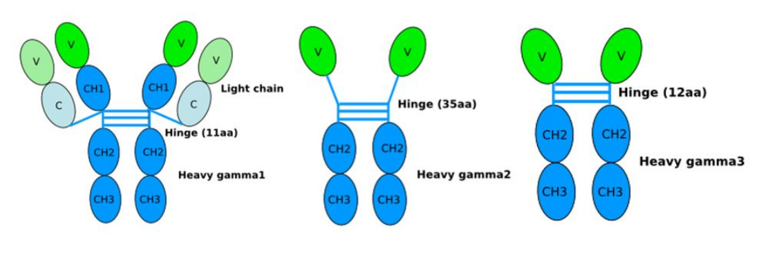 How to Choose an Animal for Nanobody Development? An Analysis of VHH Differences Among Camels, Alpacas, and Llamas
