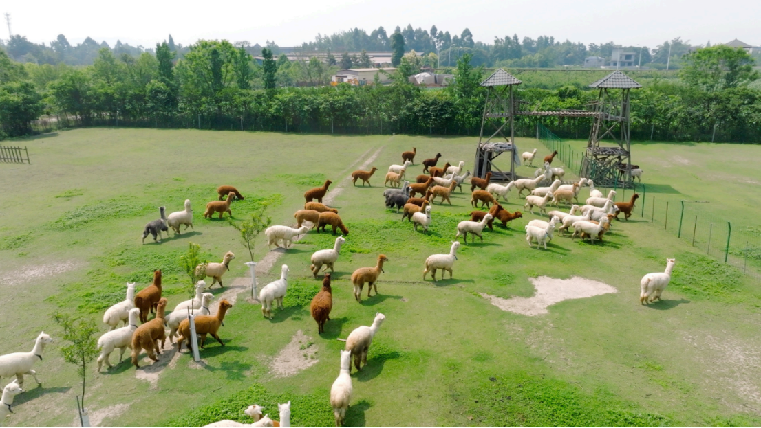 AlpVHHs animal farm