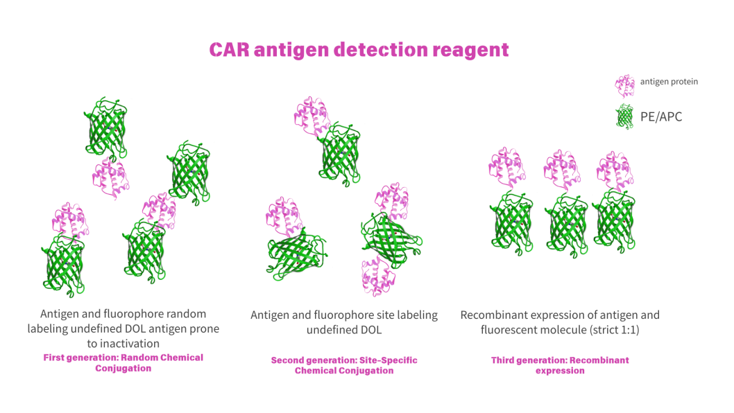 What Makes a Third-Generation CAR-T Detection Kit "New"?cid=13