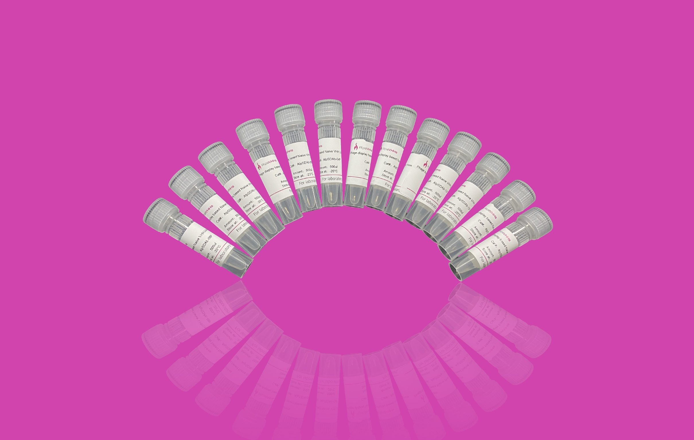 Phage display based Naïve VHH Library from Alpaca