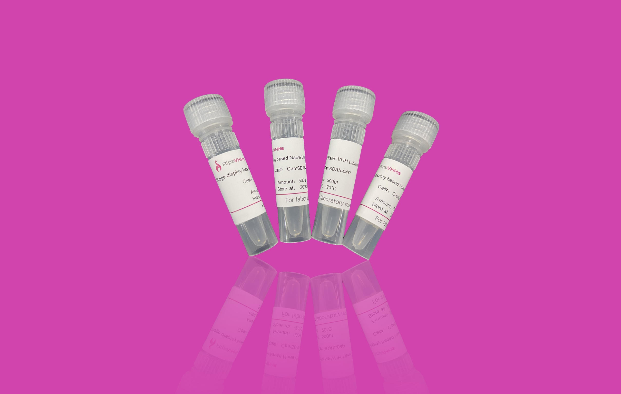 Phage dispaly based Naïve VHH Library from Camel