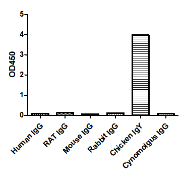 Anti-Chicken IgY, AlpHcAbs® Goat antibody