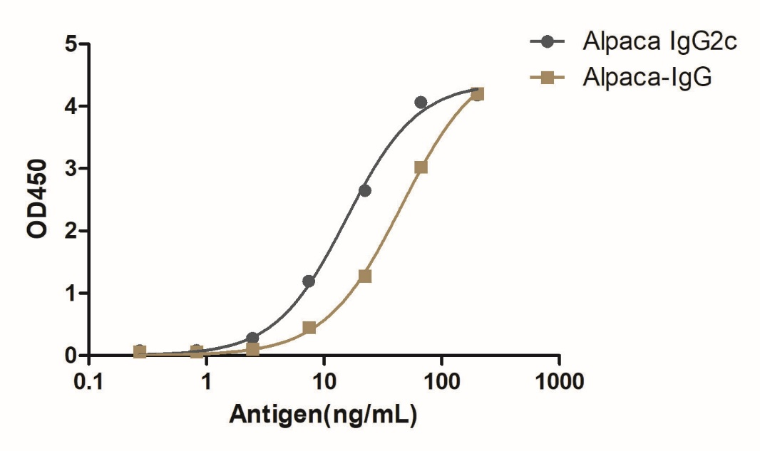 Anti-Alpaca IgG2c(Fcγ Fragment specific), AlpHcAbs® Rabbit antibody