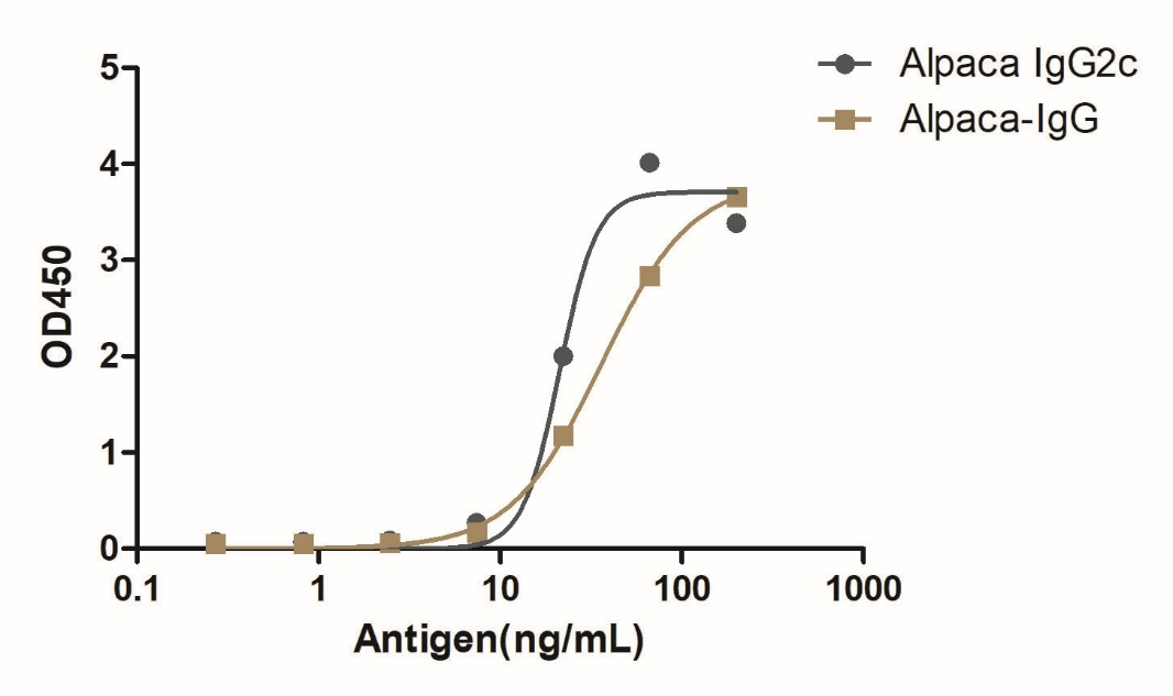 Anti-Alpaca IgG2c(Fcγ Fragment specific), AlpHcAbs® Rabbit antibody (HRP)