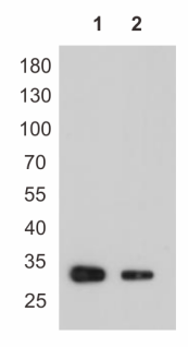Anti-Myc tag, AlpHcAbs® Rabbit antibody