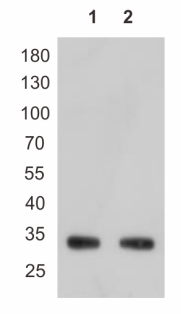 Anti-His tag, AlpHcAbs® Rabbit antibody