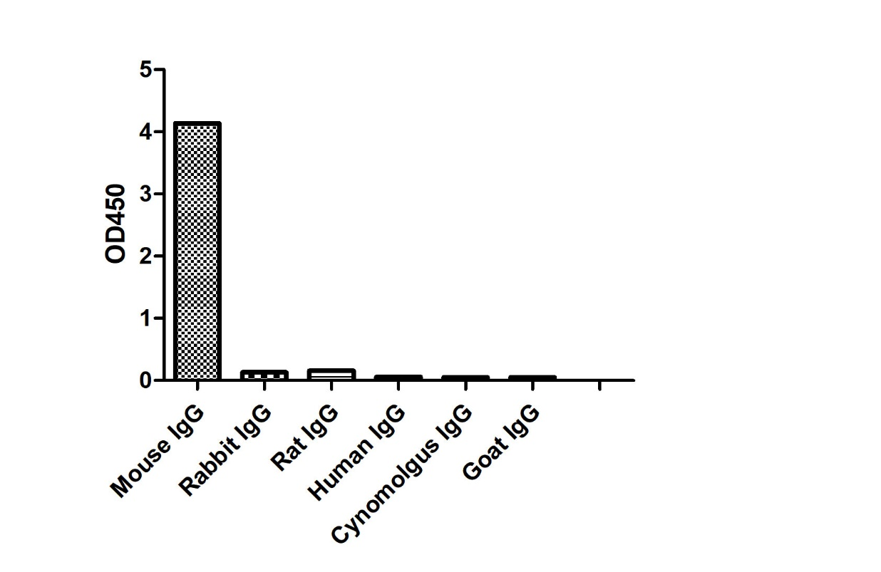 Anti-Mouse IgG(Fcγ Fragment specific), AlpHcAbs® Goat antibody(HRP)