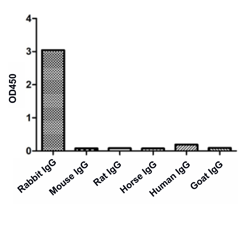 Anti-Rabbit IgG(Fcγ Fragment specific), AlpSdAbs® VHH(Biotin)