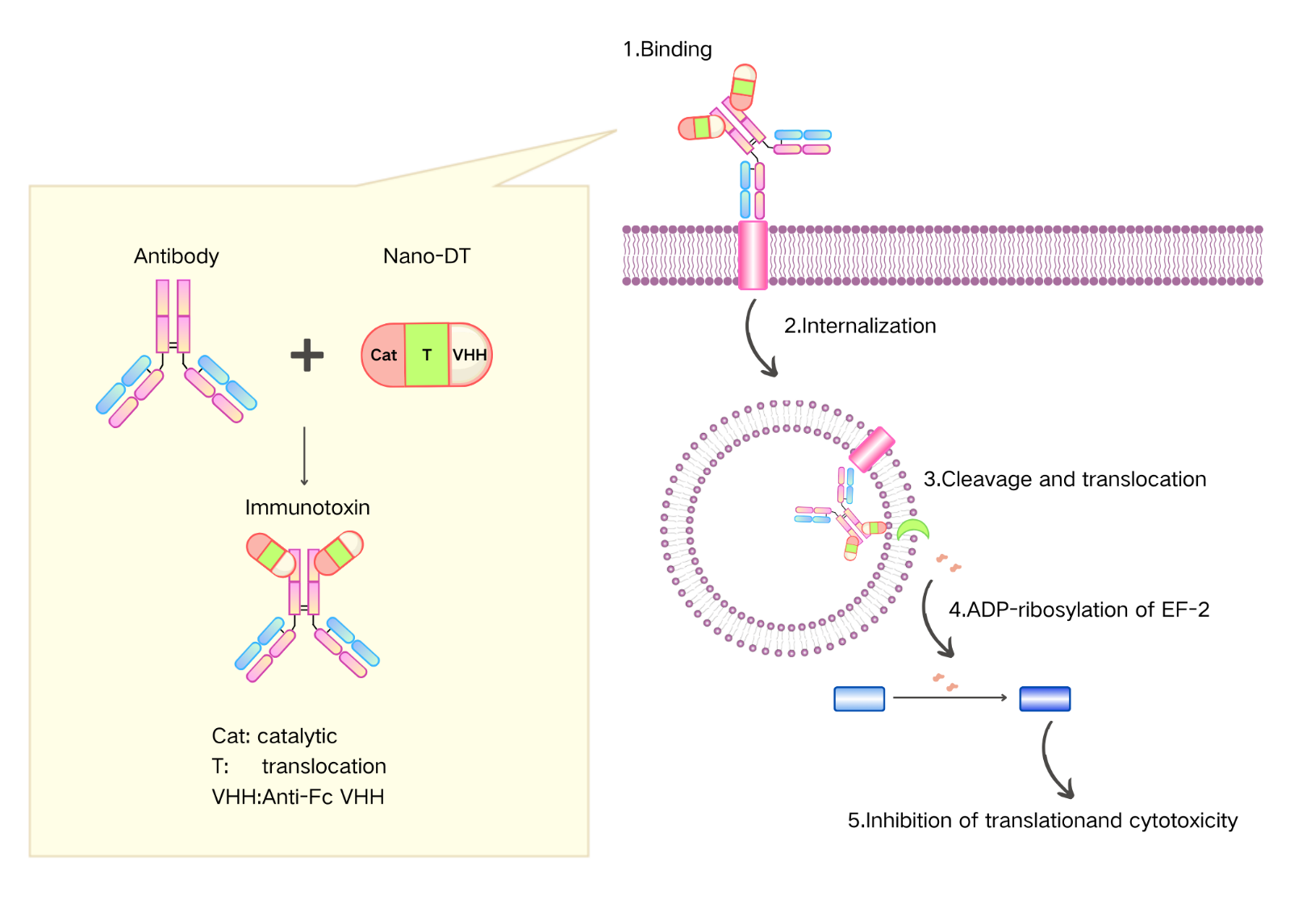 Anti-Human IgG, AlpSdAbs® VHH(DT)