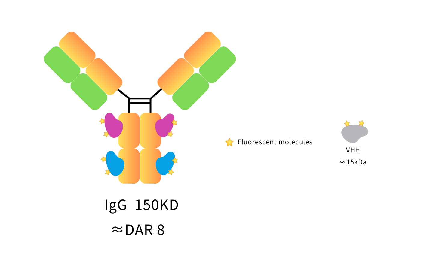 Anti-Rabbit IgG(Fcγ Fragment specific), AlpSdAbs® VHH(iFluor647 ×8)