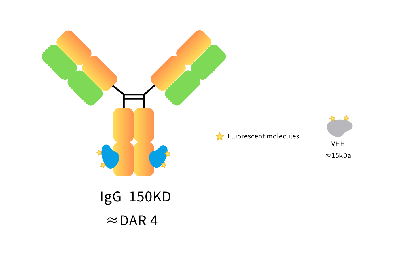Anti-Goat IgG(Fcγ Fragment specific), AlpSdAbs® VHH(iFluor488 ×4)
