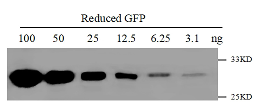 Anti-GFP, AlpHcAbs® Mouse antibody 