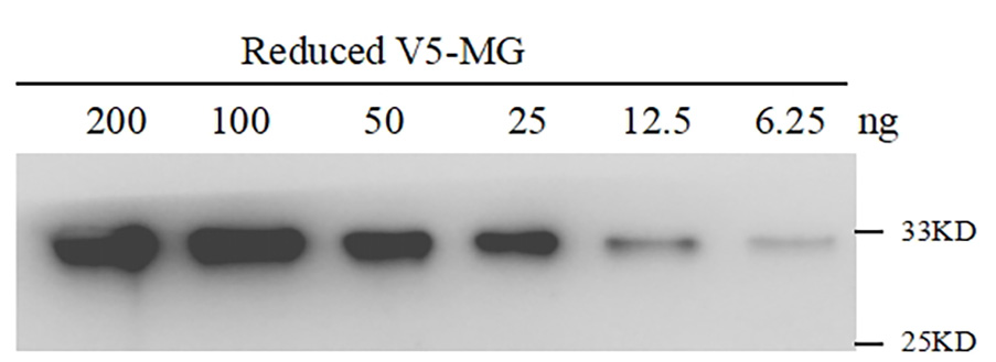 Anti-V5 tag, AlpHcAbs® Rabbit antibody