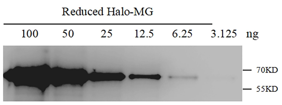 Anti-Halo Tag, AlpHcAbs® Rabbit antibody