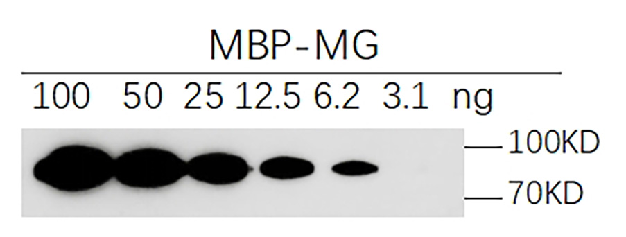 Anti-MBP, AlpHcAbs® Rabbit antibody