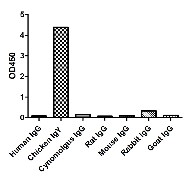 ELISA of specificity for different species of IgG-Anti-Chicken IgY, AlpHcAbs® Goat antibody(HRP) 