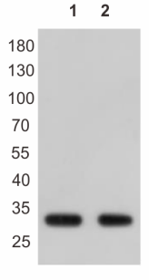 Western blot-Anti-HA tag, AlpHcAbs® Mouse antibody(003-201-001) 
