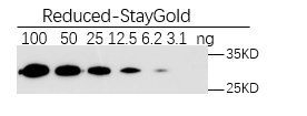 Western Blot-Anti-StayGold, AlpSdAbs® VHH(HRP)